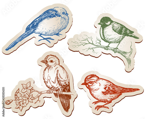 Vector birds collection
