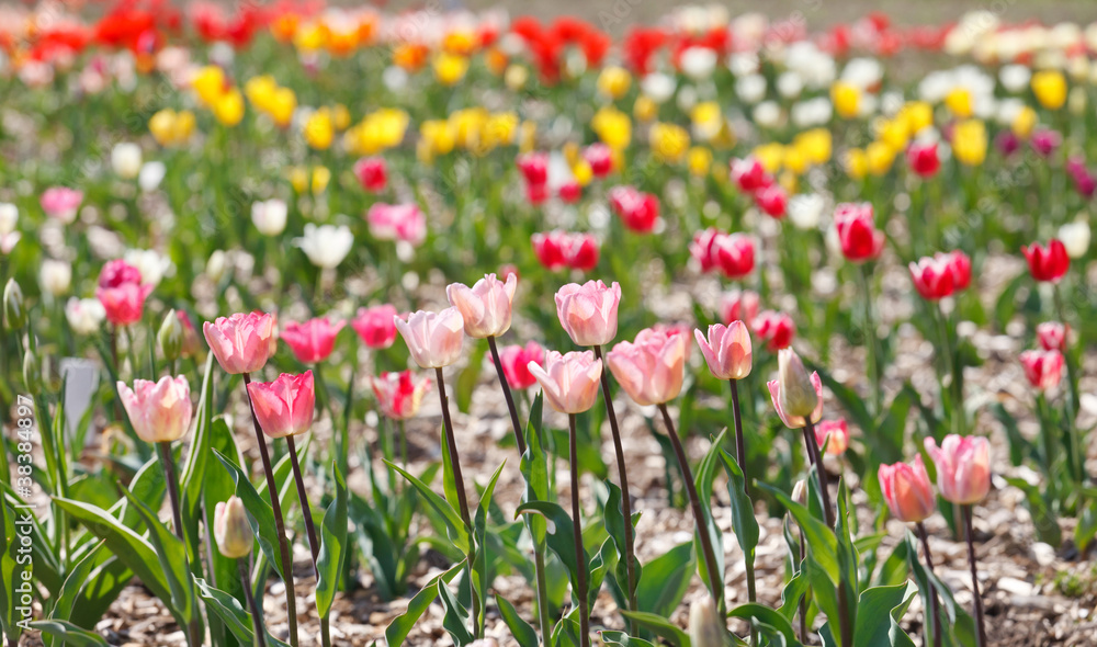 beautiful tulips