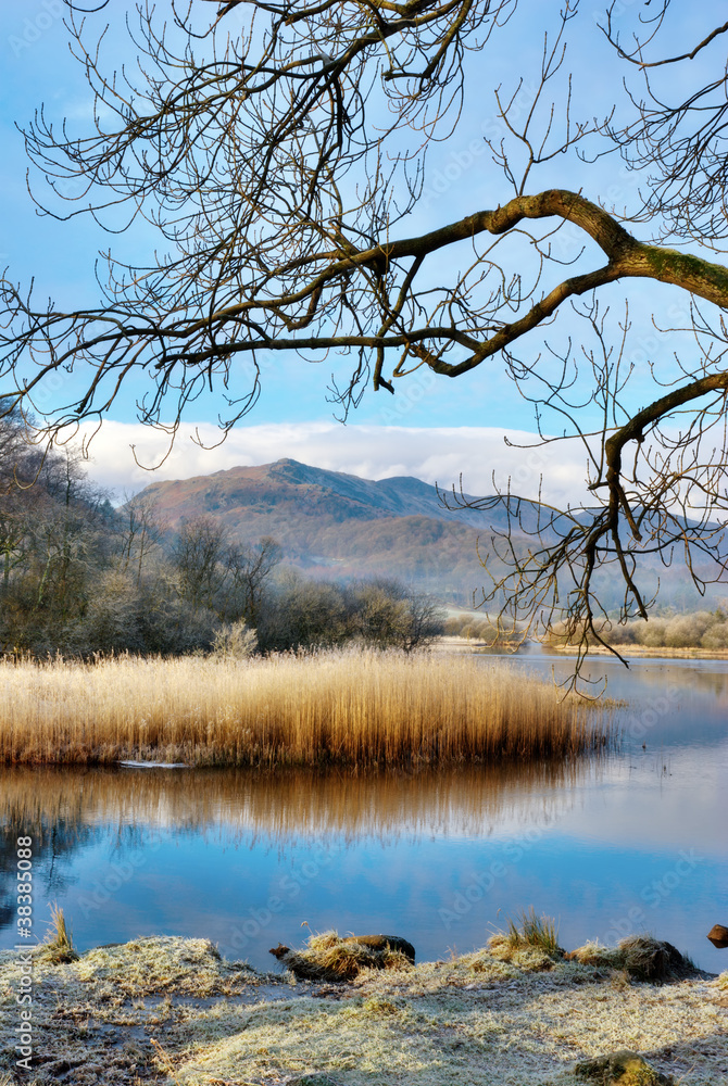 Obraz premium Frosty Reeds And Grasses