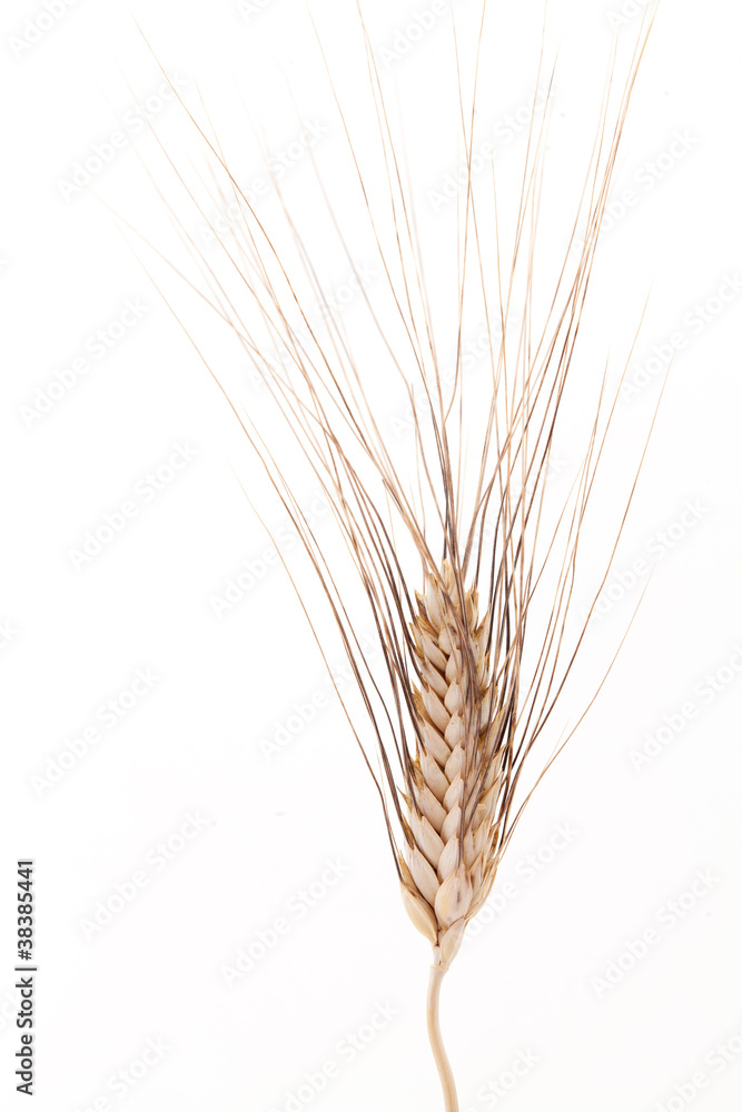 Grain Grain