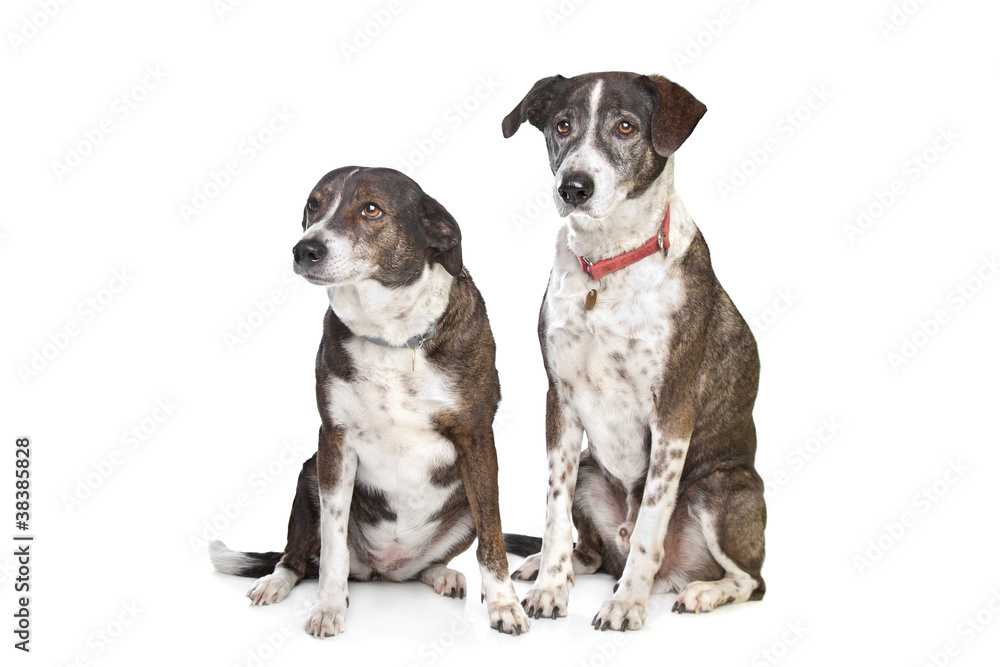 two brown and white mixed breed dogs two brown and white mixed breed dogs