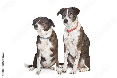 two brown and white mixed breed dogs