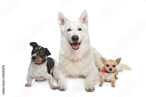 chihuahua white shepherd and a jack russel terrier