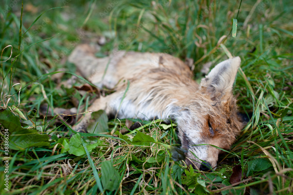 ROADKILL - DEAD FOX (VULPES VULPES)LYING IN GRASS ROADKILL - DEAD FOX (VULPES VULPES)LYING IN GRASS