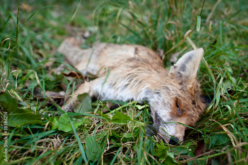 ROADKILL - DEAD FOX (VULPES VULPES)LYING IN GRASS photo