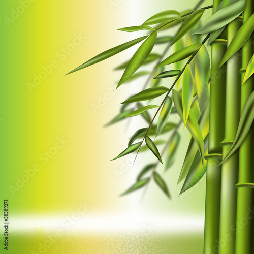 Bamboo still life