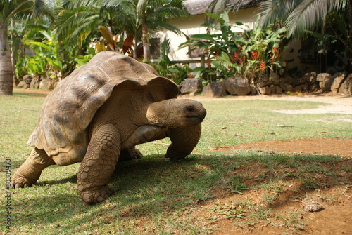 Giant tortoise is running