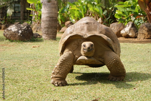 Giant tortoise just before you