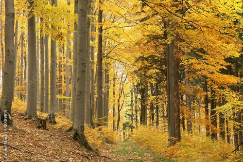 Fototapeta Naklejka Na Ścianę i Meble -  Path leads through picturesque autumnal forest