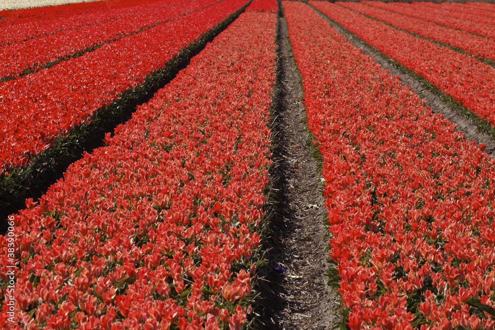 Φωτογραφία Tulpenfeld in Holland, Niederlande - Tulip field, Netherlands