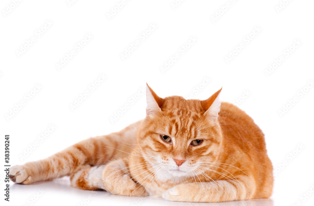 beau chat roux beau chat roux