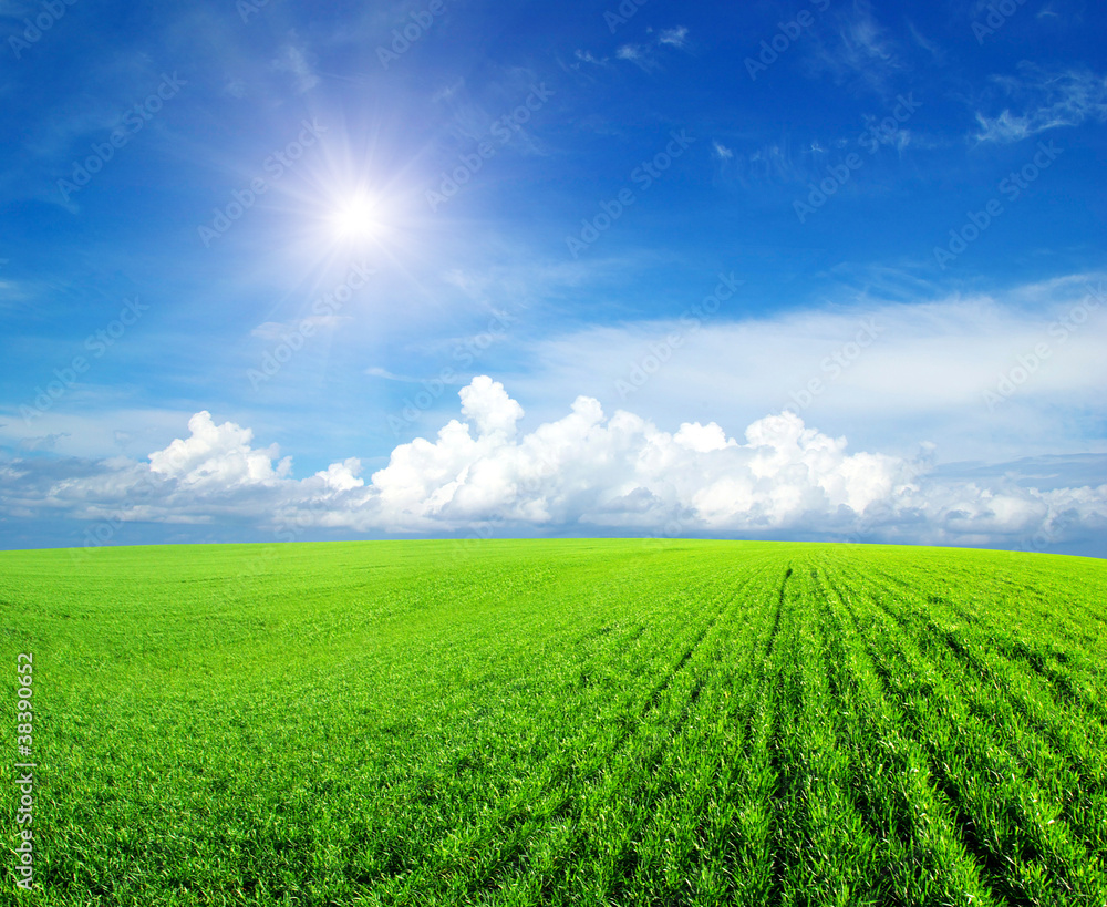 field with white fluffy clouds in blue sky at sunny summer day