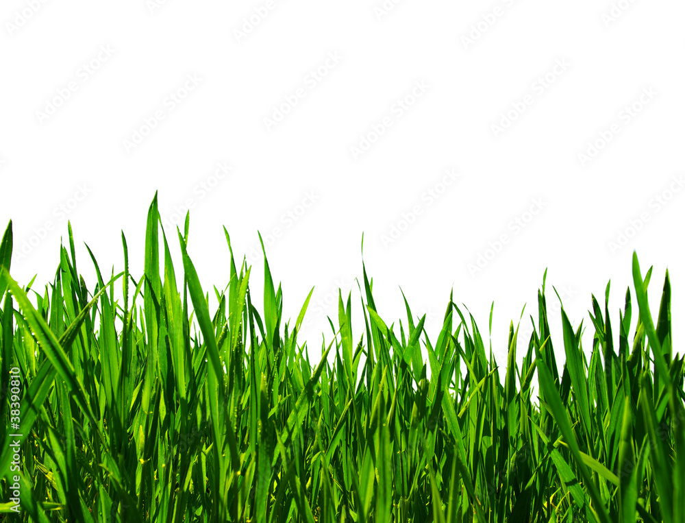 Fototapeta premium green grass