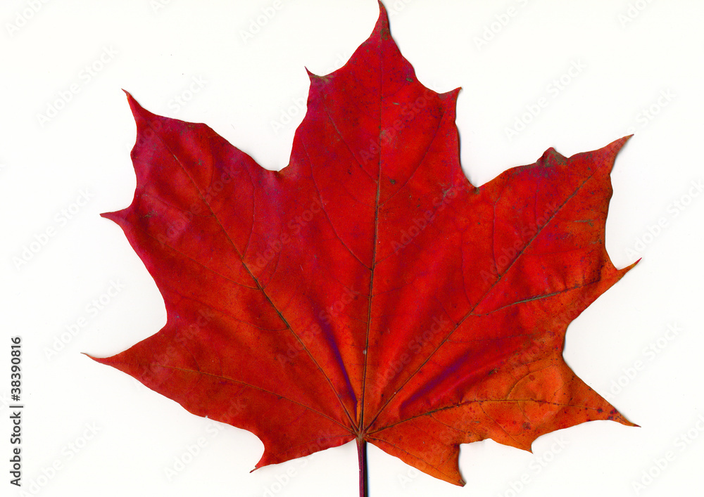 Naklejka premium red mapple leaf