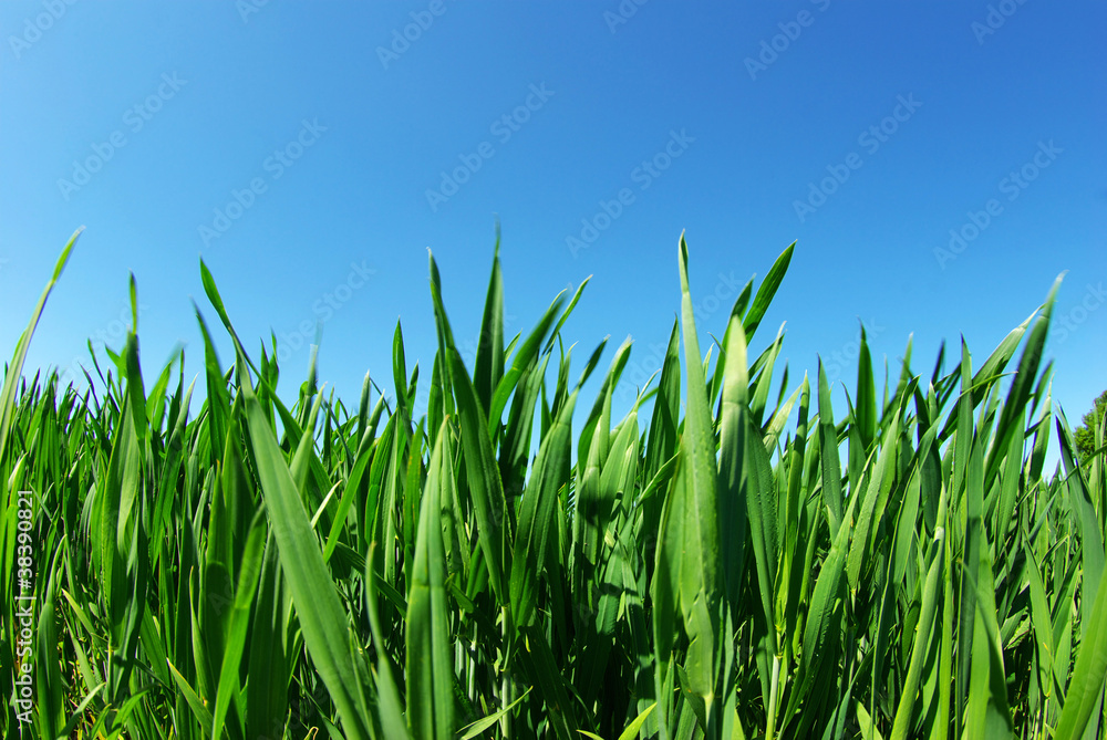 Obraz premium green lawn