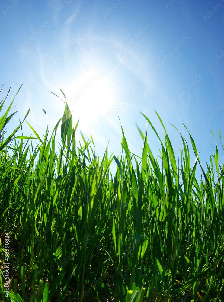 Obraz premium green lawn