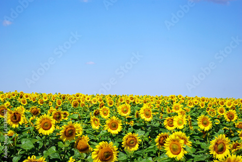 sunflower field