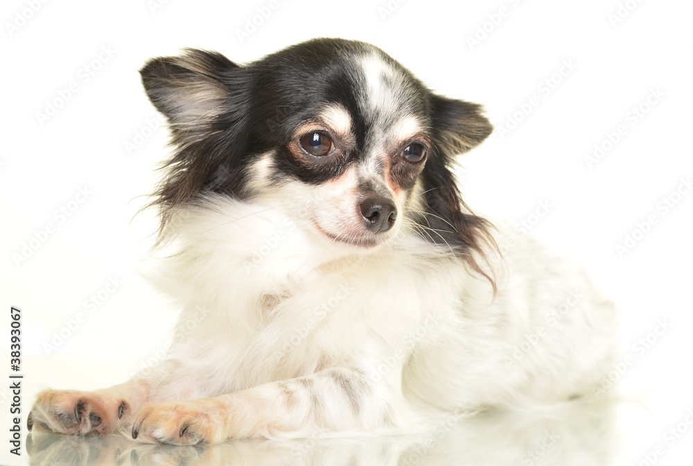 chihuahua chihuahua