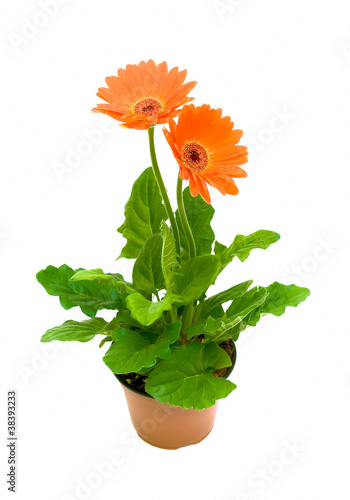 Gerbera in a flower pot on white background