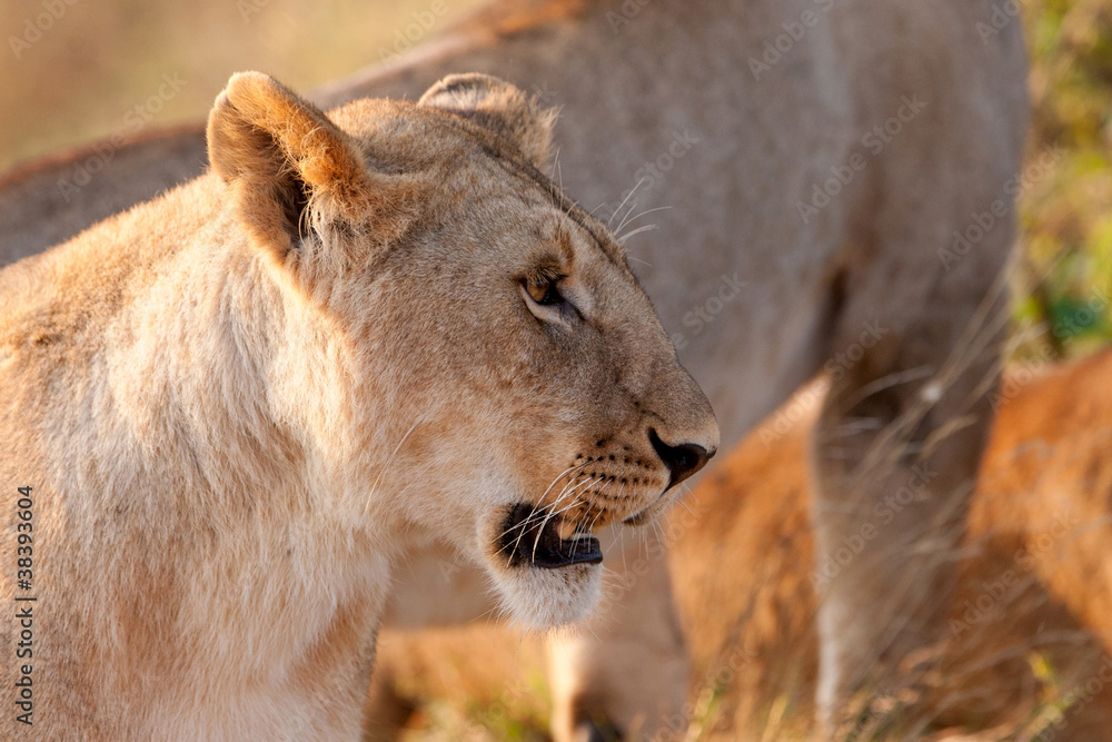 African Lioness in the Maasai Mara National Park, Kenya African Lioness in the Maasai Mara National Park, Kenya