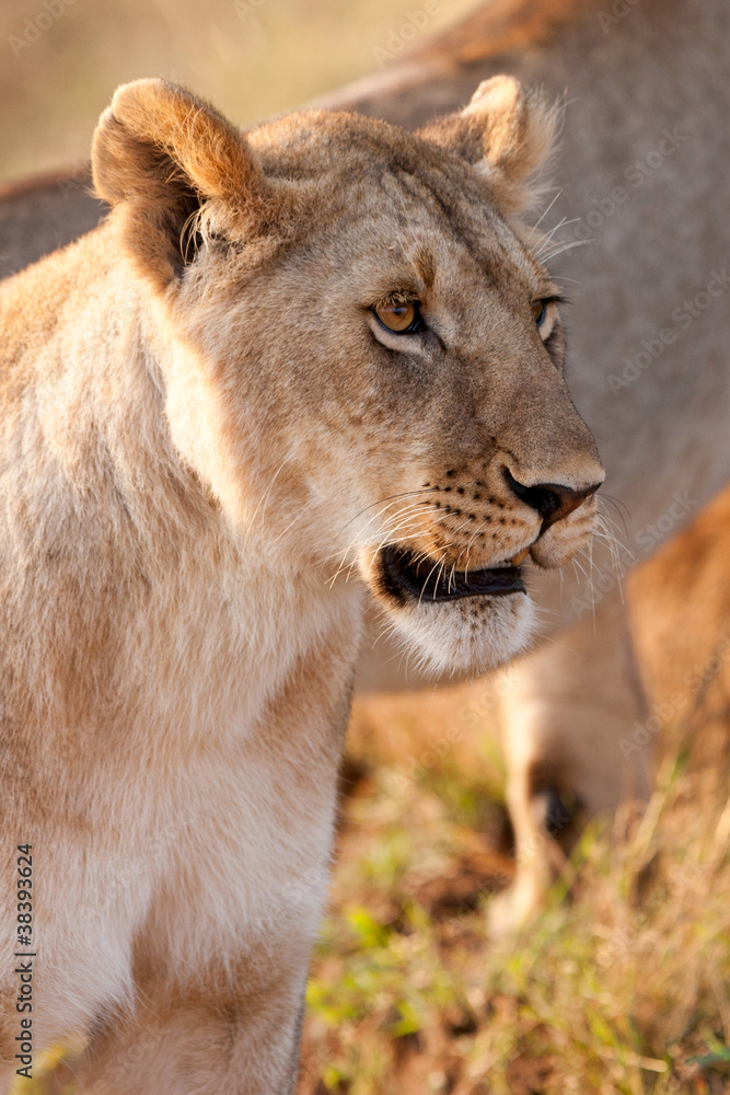 African Lioness in the Maasai Mara National Park, Kenya African Lioness in the Maasai Mara National Park, Kenya