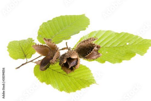 Fotografie Beech nuts and leaves on white background
