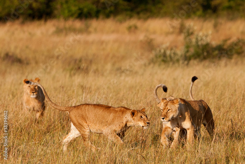 African Lions in the Maasai Mara National Park, Kenya