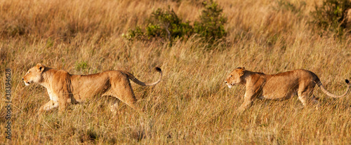 African Lionesses in the Maasai Mara National Park  Kenya