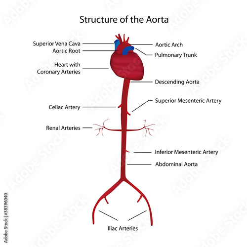 structure of the aorta vector illustration photo
