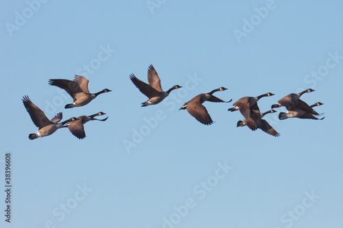 Canada Geese in Flight © elharo