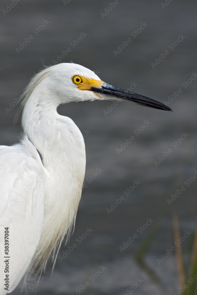 Snowy Egret Snowy Egret