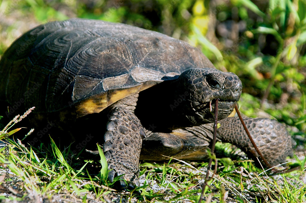 gopher tortoise eating gopher tortoise eating