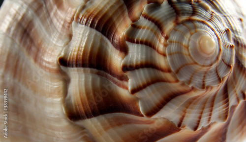 Macro Shot of a Lightening Whelk Shell