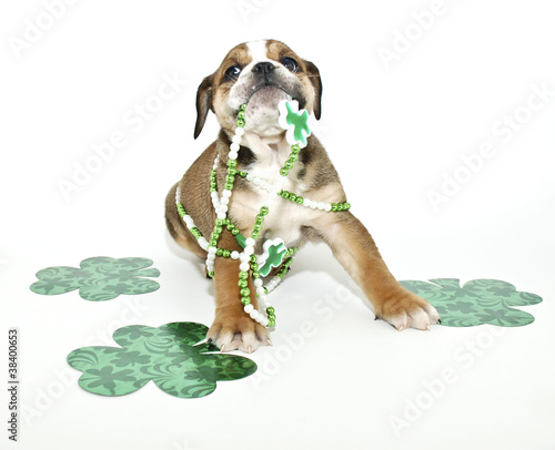 Funny St Patricks Day Puppy