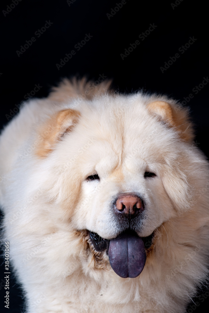 Chow-chow blanc tirant la langue Chow-chow blanc tirant la langue