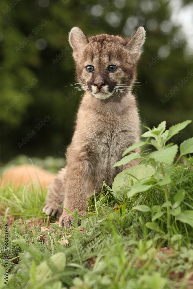 Fototapeta premium Pumababy