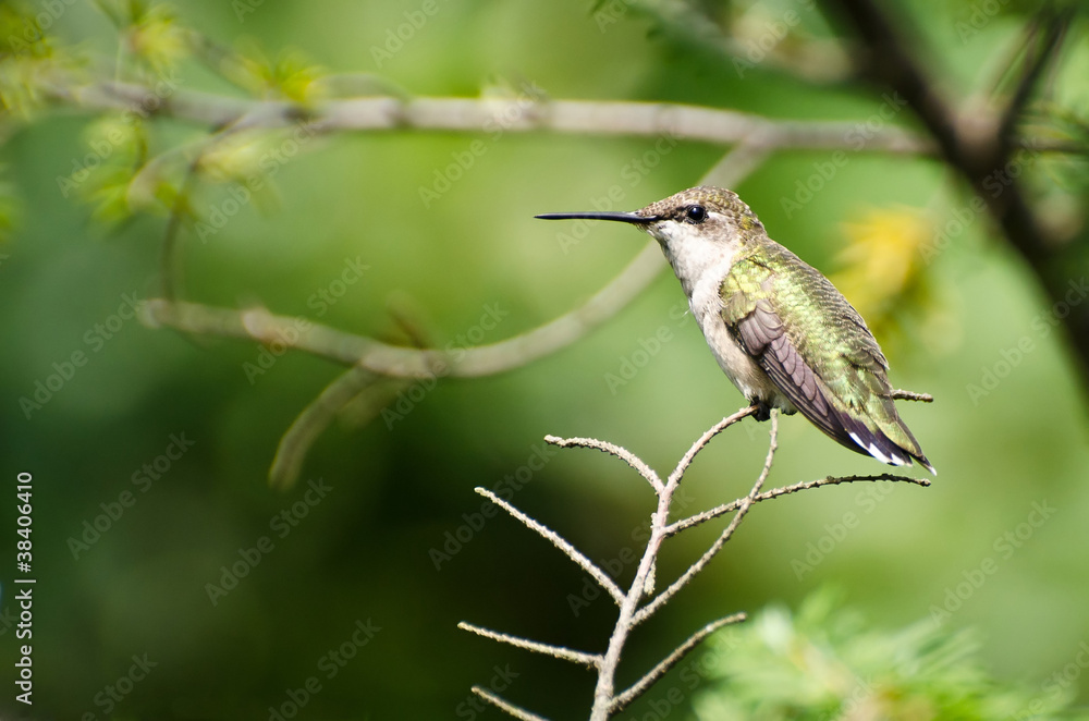 Fototapeta premium Ruby-Throated Hummingbird Perched in a Tree