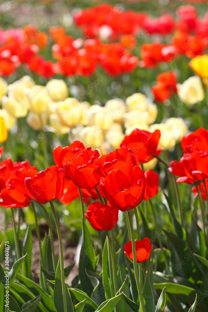 Fototapeta premium beautiful tulips