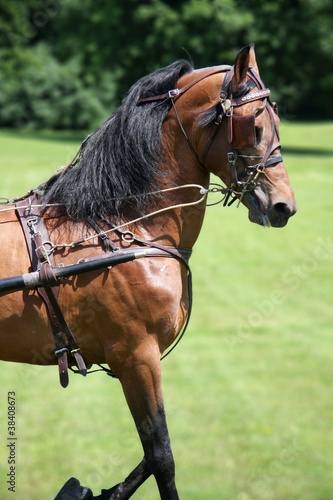 Trotting Horse © Sue Leonard