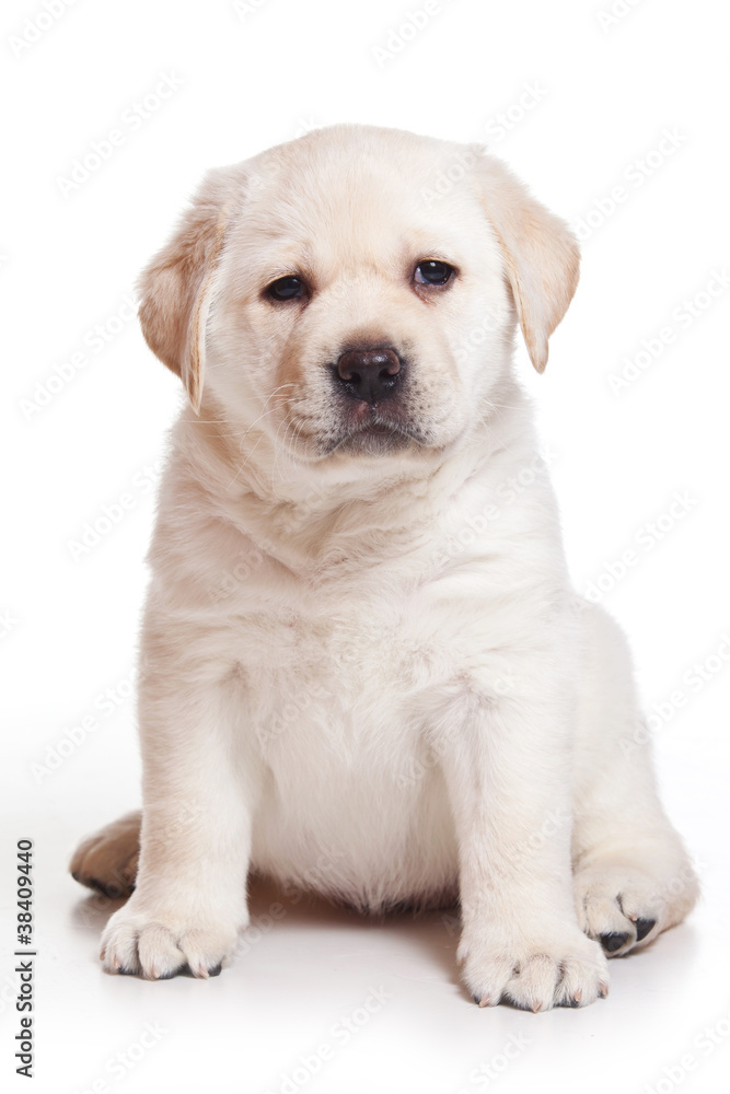 Labrador puppy on white background