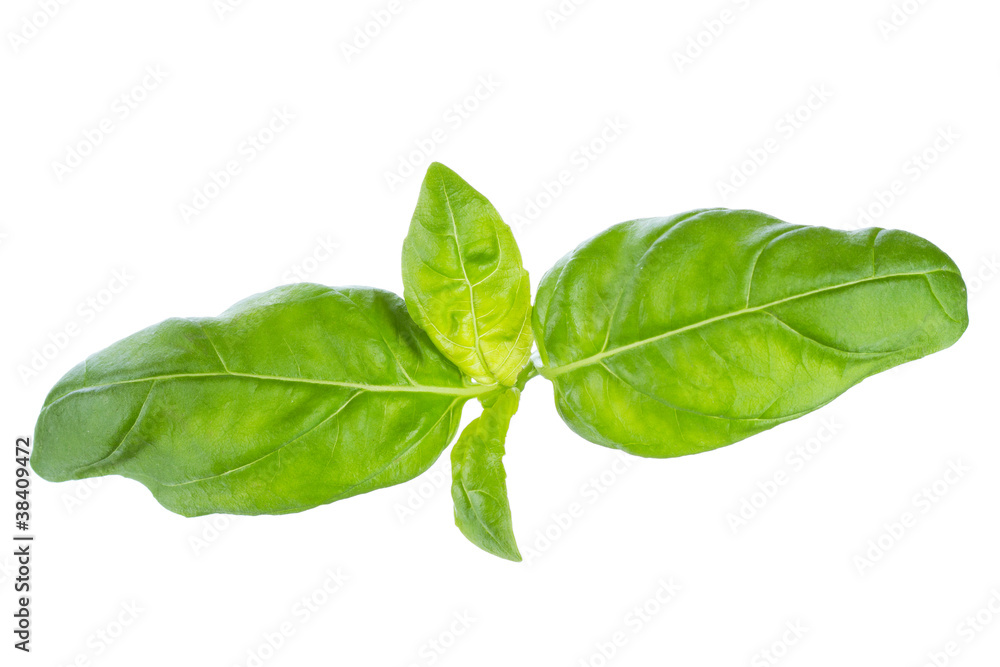 leaf of green basil leaf of green basil