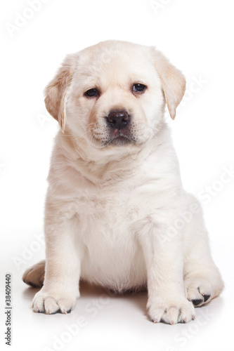 Labrador puppy on white background