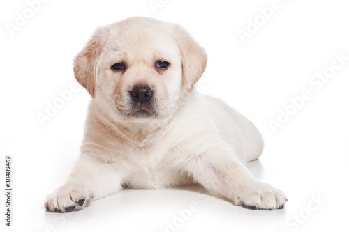 Labrador puppy on white background
