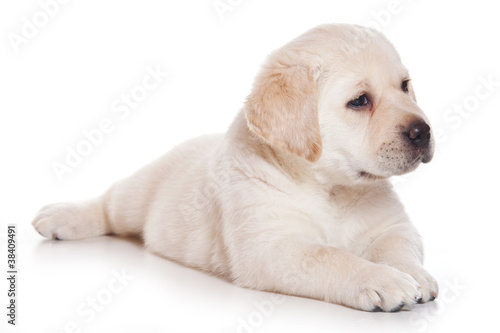 Labrador puppy on white background