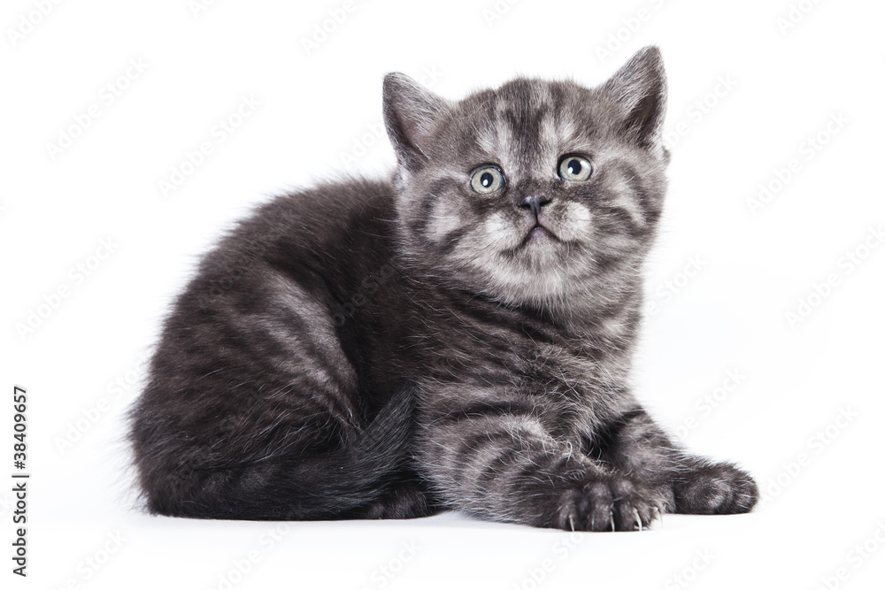 Little Kitten on white background Little Kitten on white background