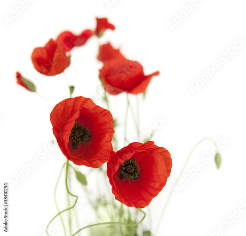 Natural Fresh Poppies isolated on white / focus on foreground