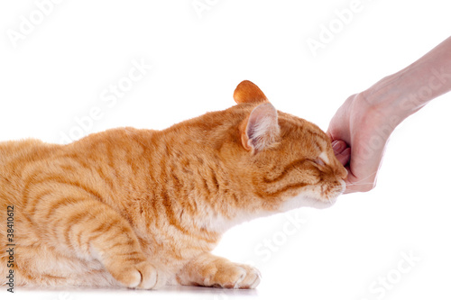 mains qui caressent un chat roux
