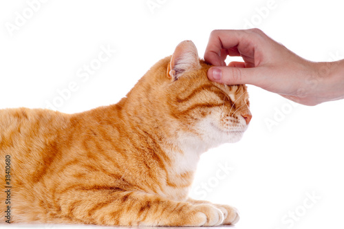 Fototapeta Naklejka Na Ścianę i Meble -  chat roux se laissant caresser