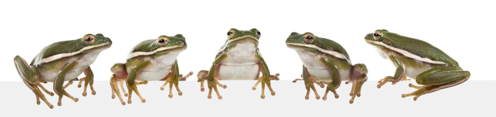 Wandcirkels Kikker Amerikaanse groene boomkikker op blad  © Irina K.