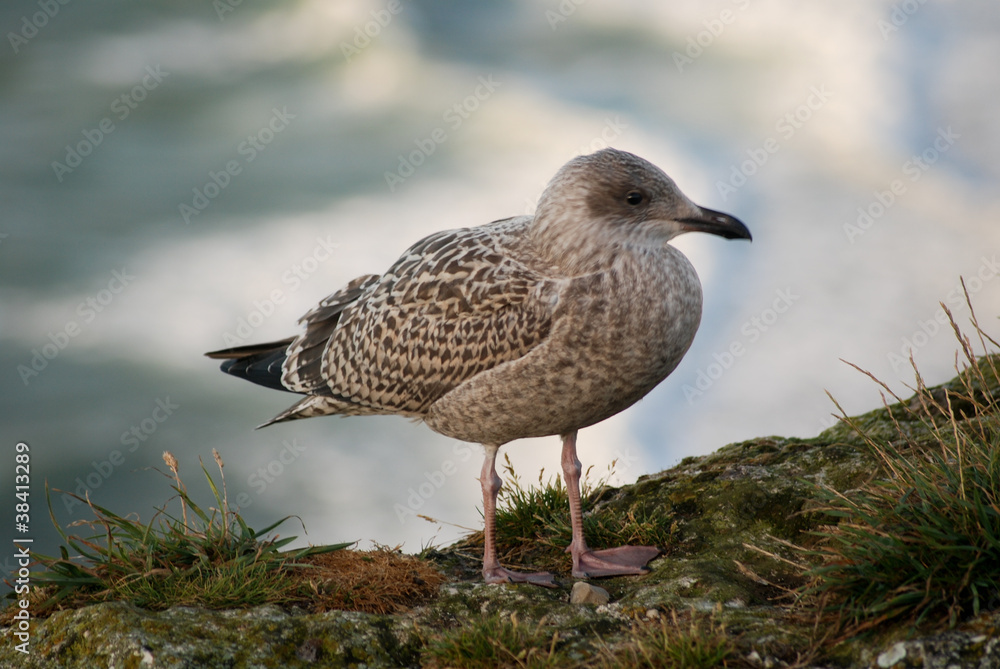 Obraz premium Goéland